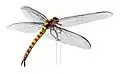 Meganeura monyi, un méganisoptère de 75 cm d'envergure.