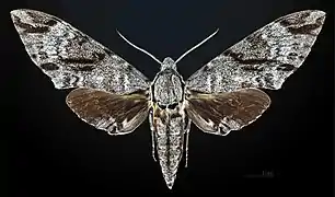 Face dorsale du mâle MHNT