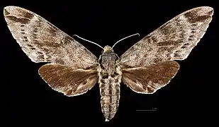 Meganoton analis scribae  avers de la femelle