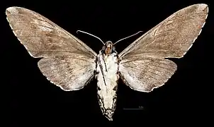 Meganoton analis scribae  revers de la femelle