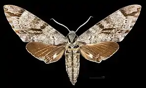 Meganoton analis scribae  avers du mâle