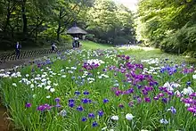 Photo couleur d'un parterre de fleurs blanches, violettes ou mauves, à feuilles vertes. Des arbres forment l'arrière-plan.