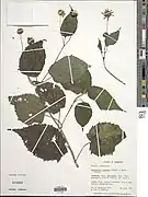 Melanthera scandens.