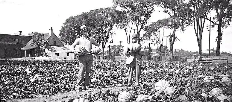 Champ de melons à coteau Saint-Pierre (Notre-Dame-de-Grâce) en 1925.