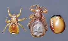 Mouche du Mouton, mâle, femelle, pupe.