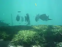 Groupe de Piaractus mesopotamicus en milieu naturel