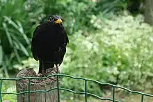 Merle noir dans un jardin public