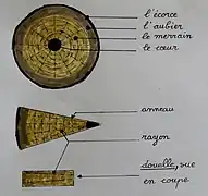 Croquis montrant en coupe la composition d'un tronc de chêne, et la disposition des rayons et des anneaux de croissance dans un quartier et dans une douelle.