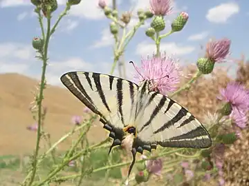 Papillon à Hakkari en octobre 2006.