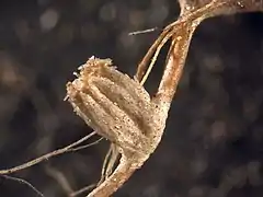 Metallogorgia splendens.