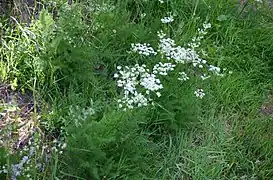 Le Fenouil des Alpes.