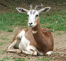 La gazelle de Mhorr.
