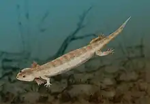 Microbrachis, un amphibien lépospondyle.
