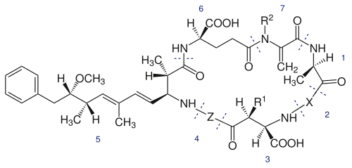 Structure moléculaire générale des microcystines