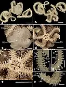 Microphiopholis gracillima