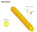 Constituants d'un microtubule.