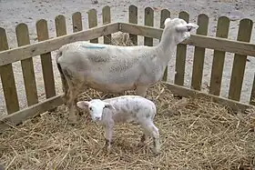 Image illustrative de l’article Agneau de Sisteron