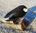 Mytilus edulis