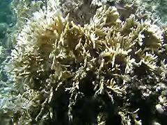 Millepora intricata