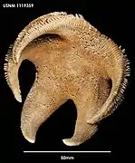 Mimastrella cognata (USNM)