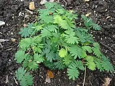 Avant stimulation : les folioles sont dépliées.