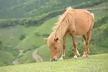 Un cheval en train de broûter dans un pré