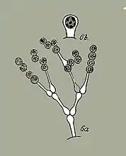 Mischococcus confervicola Nägeli 1849