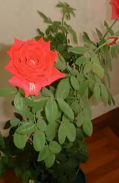 Hybride de thé 'Mister Lincoln', Swim & Weeks 1964.