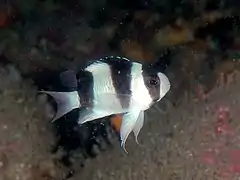 Chrysiptera tricincta