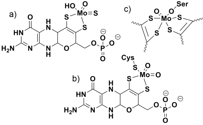 Exemples de cofacteurs à molybdène de (a) la xanthine oxydase, (b) la sulfite oxydase et (c) la DMSO réductase. La DMSO réductase contient également deux ligands molybdoptérine liés au molybdène qui ne sont pas représentés sur la figure pour plus de clarté.