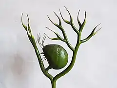 no 135 : Utricularia vulgaris.