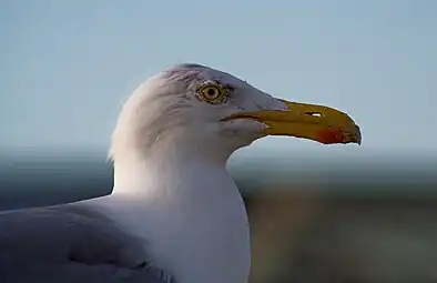 Détail de la tête : On note les narines sans cloison nasale, le gonys (arête de la mandibule inférieure) à angle marqué, ainsi que le cercle de peau orangée autour des yeux.