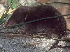 Un « tenrec-musaraigne »Oryzorictes hovaTenrecidae