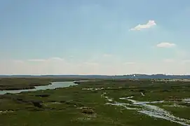 Les mollières de la baie de Somme.