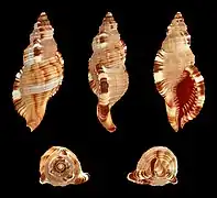 Monoplex pilearis.
