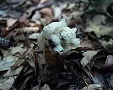 Sous-espèce hypophegea.