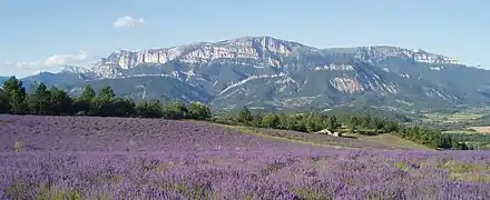 Champs de lavande et Le Glandasse (Pié Ferré), dans l'est.