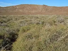 Maquis à Lycium intricatum et Launaea arborescens au fond du cratère.