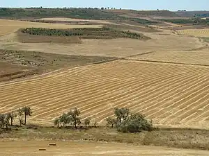 Champ au moment de la récolte.