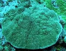 Montipora cf. foveolata