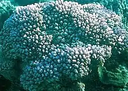 Montipora informis