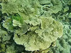 Montipora monasteriata