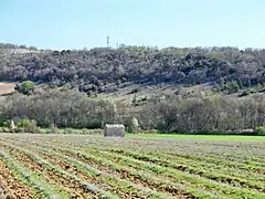 Champs de lavande au printemps, à Montsalier.
