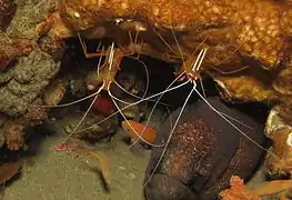 Lysmata amboinensis en compagnie d'une murène