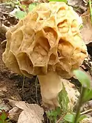 Photo de Morchella rotunda