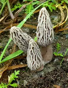 Morchella rufobrunnea chapeau alveolé à crêtes blanches