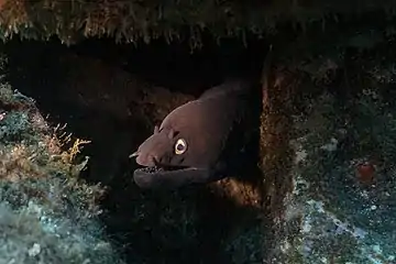 Une muraena augusti près de Faial (île) aux Açores.