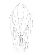 Mormonilla phasma (Mormonilloida)