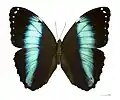 Morpho helenor helenor ♂ - MHNT