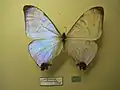 Morpho (Cytheritis) sulkowskyi